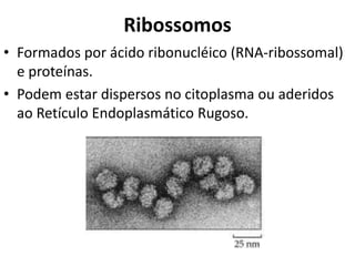 Ribossomos
• Formados por ácido ribonucléico (RNA-ribossomal)
e proteínas.
• Podem estar dispersos no citoplasma ou aderidos
ao Retículo Endoplasmático Rugoso.
 