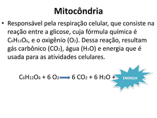 Mitocôndria
• Responsável pela respiração celular, que consiste na
reação entre a glicose, cuja fórmula química é
C6H12O6, e o oxigênio (O2). Dessa reação, resultam
gás carbônico (CO2), água (H2O) e energia que é
usada para as atividades celulares.
C6H12O6 + 6 O2 6 CO2 + 6 H2O + ENERGIA
 