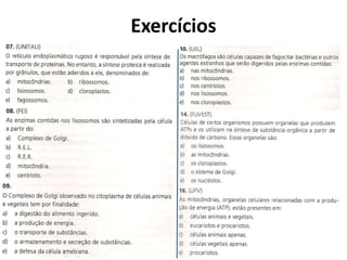 Exercícios
 