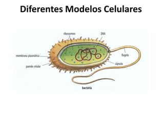 Diferentes Modelos Celulares
 