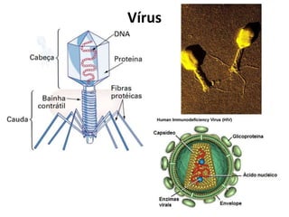 Vírus
 