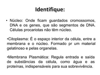 Identifique:
• Núcleo: Onde ficam guardados cromossomos,
DNA e os genes, que são segmentos de DNA.
Células procariotas não têm núcleo.
•Citoplasma: É o espaço interior da célula, entre a
membrana e o núcleo. Formado pr um material
gelatinoso e pelas organelas.
•Membrana Plasmática: Regula entrada e saída
de substâncias da célula, como água e as
proteínas, indispensáveis para sua sobrevivência.
 
