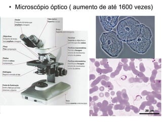 • Microscópio óptico ( aumento de até 1600 vezes)
 