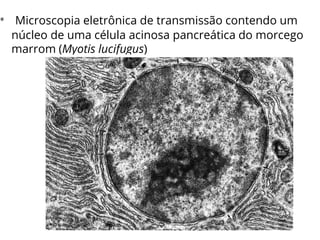 • Microscopia eletrônica de transmissão contendo um
núcleo de uma célula acinosa pancreática do morcego
marrom (Myotis lucifugus)
 