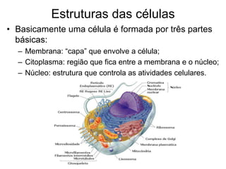Estruturas das células
• Basicamente uma célula é formada por três partes
básicas:
– Membrana: “capa” que envolve a célula;
– Citoplasma: região que fica entre a membrana e o núcleo;
– Núcleo: estrutura que controla as atividades celulares.
 