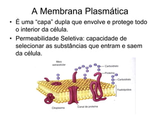 A Membrana Plasmática
• É uma “capa” dupla que envolve e protege todo
o interior da célula.
• Permeabilidade Seletiva: capacidade de
selecionar as substâncias que entram e saem
da célula.
 