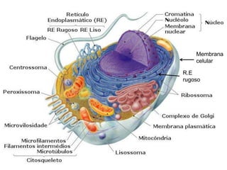 R.E
rugoso
Membrana
celular
 