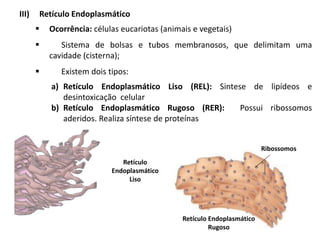 III) Retículo Endoplasmático
▪ Ocorrência: células eucariotas (animais e vegetais)
▪ Sistema de bolsas e tubos membranosos, que delimitam uma
cavidade (cisterna);
▪ Existem dois tipos:
a) Retículo Endoplasmático Liso (REL): Sintese de lipídeos e
desintoxicação celular
b) Retículo Endoplasmático Rugoso (RER): Possui ribossomos
aderidos. Realiza síntese de proteínas
Retículo
Endoplasmático
Liso
Retículo Endoplasmático
Rugoso
Ribossomos
 