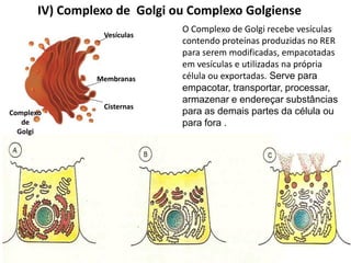 IV) Complexo de Golgi ou Complexo Golgiense
O Complexo de Golgi recebe vesículas
contendo proteínas produzidas no RER
para serem modificadas, empacotadas
em vesículas e utilizadas na própria
célula ou exportadas. Serve para
empacotar, transportar, processar,
armazenar e endereçar substâncias
para as demais partes da célula ou
para fora .
Vesículas
Membranas
Cisternas
Complexo
de
Golgi
 