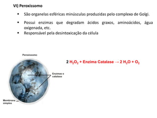 VI) Peroxissomo
▪ São organelas esféricas minúsculas produzidas pelo complexo de Golgi.
▪ Possui enzimas que degradam ácidos graxos, aminoácidos, água
oxigenada, etc.
▪ Responsável pela desintoxicação da célula
2 H2O2 + Enzima Catalase → 2 H2O + O2
 