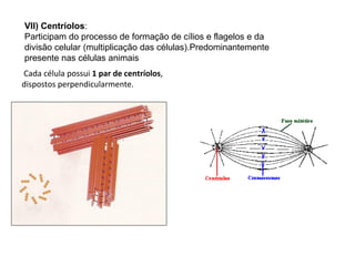VII) Centríolos:
Participam do processo de formação de cílios e flagelos e da
divisão celular (multiplicação das células).Predominantemente
presente nas células animais
Cada célula possui 1 par de centríolos,
dispostos perpendicularmente.
 