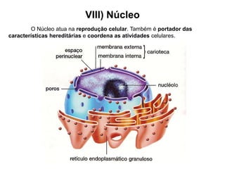 VIII) Núcleo
O Núcleo atua na reprodução celular. Também é portador das
características hereditárias e coordena as atividades celulares.
 