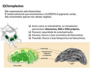 2)Cloroplastos
❑ Assim como as mitocôndrias, os cloroplastos
apresentam ribossomos, RNA e DNA próprios.
❑ Possuem capacidade de autoduplicação.
❑ Estroma: Ocorre a fase enzimática da fotossíntese
❑ Tilacóide: Ocorre a fase fotoquímica da fotossíntese.
São responsáveis pela fotossíntese.
É nestas estruturas que encontramos a CLOROFILA (pigmento verde).
São encontrados apenas nas células vegetais.
 