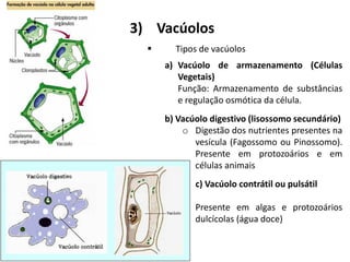 3) Vacúolos
▪ Tipos de vacúolos
a) Vacúolo de armazenamento (Células
Vegetais)
Função: Armazenamento de substâncias
e regulação osmótica da célula.
b) Vacúolo digestivo (lisossomo secundário)
o Digestão dos nutrientes presentes na
vesícula (Fagossomo ou Pinossomo).
Presente em protozoários e em
células animais
c) Vacúolo contrátil ou pulsátil
o Presente em algas e protozoários
dulcícolas (água doce)
 