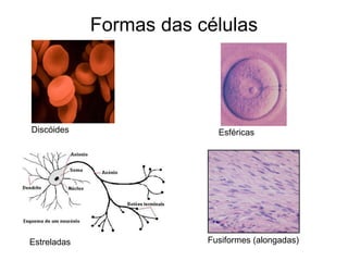 Formas das células
Esféricas
Fusiformes (alongadas)
Discóides
Estreladas
 