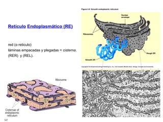 Citologia.ppt........................... | PPT