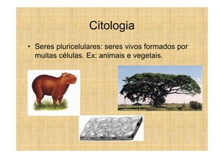 Citologia
• Seres pluricelulares: seres vivos formados por
  muitas células. Ex: animais e vegetais.
 