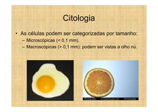 Citologia
• As células podem ser categorizadas por tamanho:
  – Microscópicas (< 0,1 mm).
  – Macroscópicas (> 0,1 mm): podem ser vistas a olho nú.
 