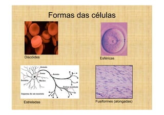 Formas das células




Discóides                  Esféricas




Estreladas               Fusiformes (alongadas)
 