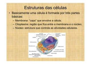 Estruturas das células
• Basicamente uma célula é formada por três partes
  básicas:
  – Membrana: “capa” que envolve a célula;
  – Citoplasma: região que fica entre a membrana e o núcleo;
  – Núcleo: estrutura que controla as atividades celulares.
 