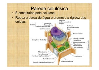 Parede celulósica
• É constituída pela celulose.
• Reduz a perda de água e promove a rigidez das
  células.
 