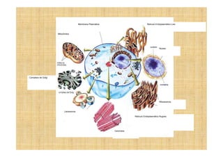Membrana Plasmática                           Retículo Endoplasmático Liso



                    Mitocôndria




                                                                                                 Núcleo




Complexo de Golgi




                                                                                                 Ribossomos



                          Lisossomos

                                                                          Retículo Endoplasmático Rugoso




                                                             Centríolos
 