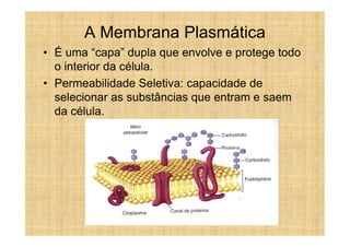 A Membrana Plasmática
• É uma “capa” dupla que envolve e protege todo
  o interior da célula.
• Permeabilidade Seletiva: capacidade de
  selecionar as substâncias que entram e saem
  da célula.
 