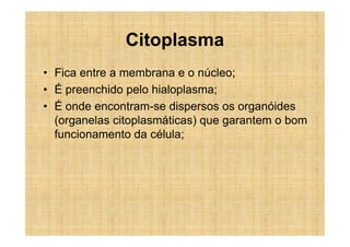 Citoplasma
• Fica entre a membrana e o núcleo;
• É preenchido pelo hialoplasma;
• É onde encontram-se dispersos os organóides
  (organelas citoplasmáticas) que garantem o bom
  funcionamento da célula;
 