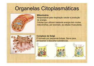 Organelas Citoplasmáticas
        Mitocôndria:
        Responsável pela respiração celular e produção
        de energia.
        Células que utilizam bastante energia tem muitas
        mitocôndrias, por exemplo, as células musculares.




        Complexo de Golgi:
        É formado por pequenas bolsas. Serve para
        armazenar e descartar substâncias.
 