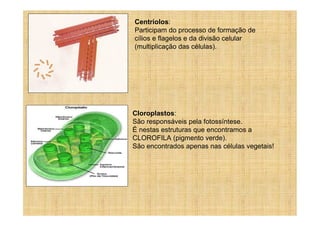 Centríolos:
Participam do processo de formação de
cílios e flagelos e da divisão celular
(multiplicação das células).




Cloroplastos:
São responsáveis pela fotossíntese.
É nestas estruturas que encontramos a
CLOROFILA (pigmento verde).
São encontrados apenas nas células vegetais!
 