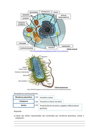 Célula animal
Fonte: http://equipefuturama.blogspot.com/2011_05_01_archive.html
Célula bacteriana
http://cfb703stl.blogspot.com/2011/03/esquema-de-uma-celula-bacteriana.html
Pensando em estruturas básicas:
Responda:
a) Quais das células representadas são constituídas por membrana plasmática, núcleo e
citoplasma?
Membrana plasmática
Citoplasma
Núcleo
Envoltório celular
Presente no interior da célula
Presente dentro da célula e engloba o DNA (material
genético).
RETÍCULO
ENDOPLASMÁTICO
CENTRÍOLO
RIBOSSOMO
MITOCONDRIA CITOESQUELETO NÚCLEO
PEROXISSOMO
MEMBRANA
PLASMÁTICA
COMPLEXO GOLGIENSE NUCLEÓLO
CITOPLASMA
 