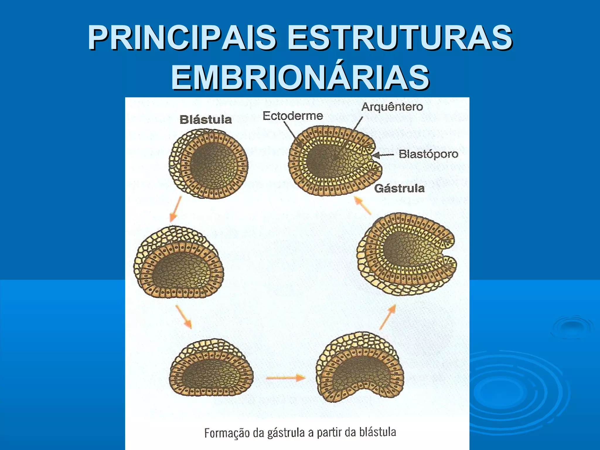 PRINCIPAIS ESTRUTURAS
    EMBRIONÁRIAS
 