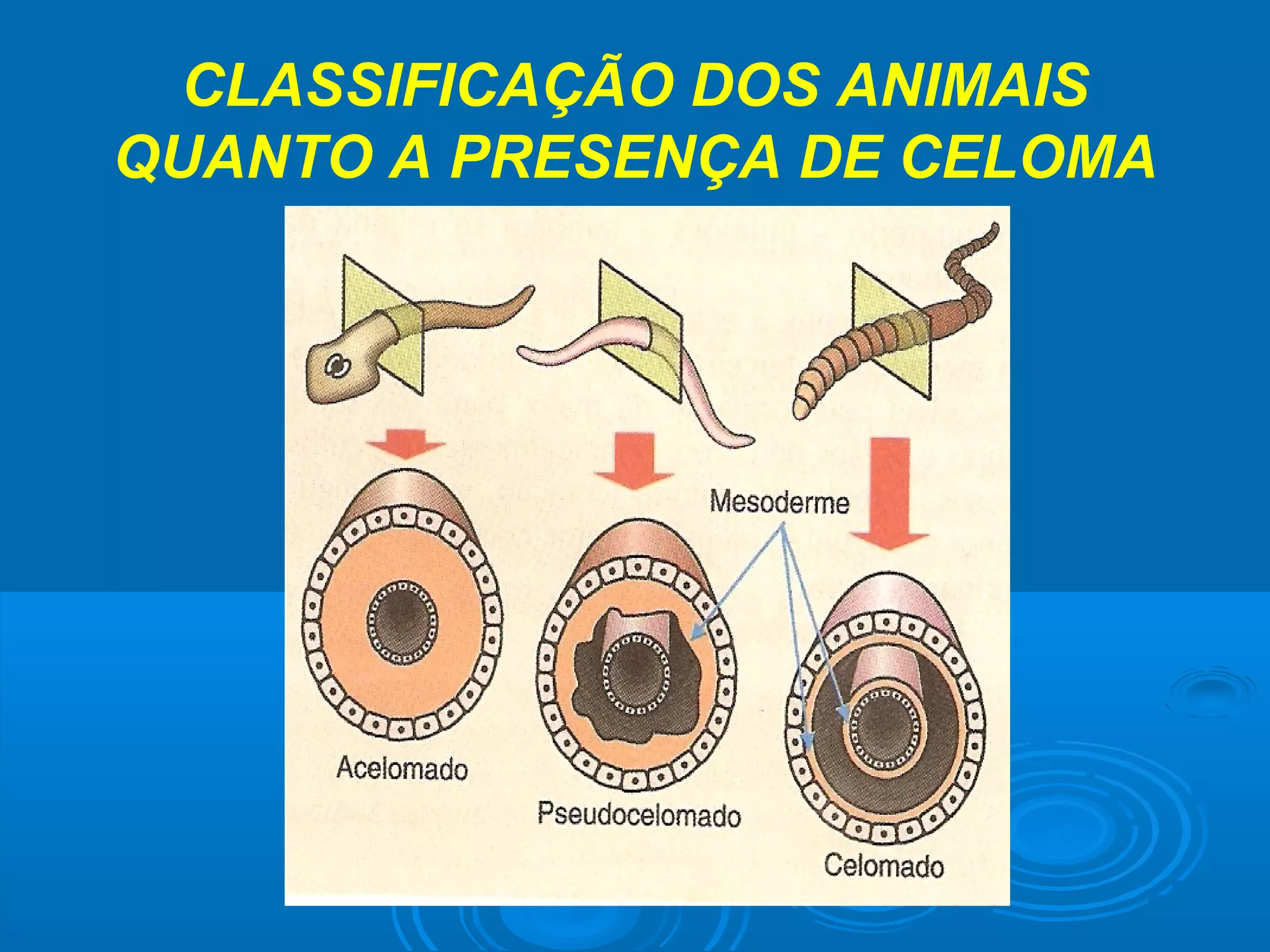 CLASSIFICAÇÃO DOS ANIMAIS
QUANTO A PRESENÇA DE CELOMA
 