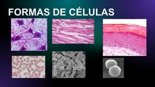 FORMAS DE CÉLULAS
 