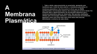 A
Membrana
Plasmática
• Toda a célula, seja procarionte ou eucarionte, apresenta uma
membrana que a isola do meio exterior: a membrana plasmática. A
membrana plasmática é tão fina (entre 6 a 9nm) que os mais
aperfeiçoados microscópios ópticos não conseguiram torná-la visível. Foi
somente após o desenvolvimento da microscopia eletrônica que a
membrana plasmática pôde ser observada. Nas grandes ampliações
obtidas pelo microscópio eletrônico, cortes transversais da membrana
aparecem como uma linha mais clara entre duas mais escuras,
delimitando o contorno de cada célula.
 