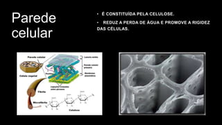 Parede
celular
• É CONSTITUÍDA PELA CELULOSE.
• REDUZ A PERDA DE ÁGUA E PROMOVE A RIGIDEZ
DAS CÉLULAS.
 