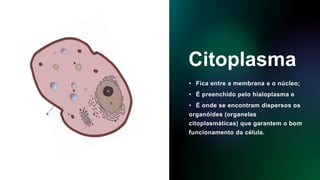 Citoplasma
• Fica entre a membrana e o núcleo;
• É preenchido pelo hialoplasma e
• É onde se encontram dispersos os
organóides (organelas
citoplasmáticas) que garantem o bom
funcionamento da célula.
 