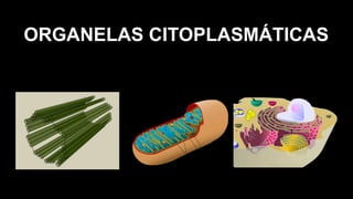 ORGANELAS CITOPLASMÁTICAS
 