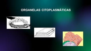 ORGANELAS CITOPLASMÁTICAS
 