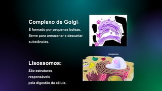 Complexo de Golgi:
É formado por pequenas bolsas.
Serve para armazenar e descartar
substâncias.
Lisossomos:
São estruturas
responsáveis
pela digestão da célula.
Lisossomo
 