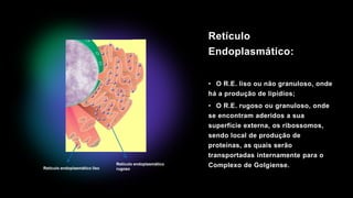 Retículo
Endoplasmático:
• O R.E. liso ou não granuloso, onde
há a produção de lipídios;
• O R.E. rugoso ou granuloso, onde
se encontram aderidos a sua
superfície externa, os ribossomos,
sendo local de produção de
proteínas, as quais serão
transportadas internamente para o
Complexo de Golgiense.
Retículo endoplasmático liso
Retículo endoplasmático
rugoso
 
