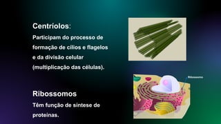 Centríolos:
Participam do processo de
formação de cílios e flagelos
e da divisão celular
(multiplicação das células).
Ribossomos
Têm função de síntese de
proteínas.
Ribossomo
 