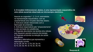 2. O modelo tridimensional, abaixo, é uma representação esquemática de
uma célula eucariota observada ao microscópio eletrônico.
Associe as organelas 1, 2, 3 e 4, assinaladas
na representação esquemática, com as
características e/ou funções descritas abaixo.
a. Estrutura celular relacionada com a
fabricação de proteínas.
b. Estrutura responsável pelo “empacotamento”
e pela secreção de substâncias.
c. Organela abundante nos tecidos e/ou células
que requerem grande consumo de energia.
d. Organela envolvida na redução da cauda
dos girinos.
Assinale a alternativa que representa a
associação correta.
a) 1a; 2b; 3d; 4c. c) 1b; 2d; 3a; 4c.
b) 1c; 2d; 3a; 4b. d) 1d; 2c; 3b; 4a.
Resposta B
1
2 3
4
 