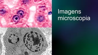 Imagens
microscopia
 
