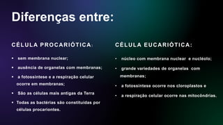 Diferenças entre:
CÉLULA PROCARIÓTICA:
 sem membrana nuclear;
 ausência de organelas com membranas;
 a fotossíntese e a respiração celular
ocorre em membranas;
 São as células mais antigas da Terra
 Todas as bactérias são constituídas por
células procariontes.
CÉLULA EUCARIÓTICA:
• núcleo com membrana nuclear e nucléolo;
• grande variedades de organelas com
membranas;
• a fotossíntese ocorre nos cloroplastos e
• a respiração celular ocorre nas mitocôndrias.
 