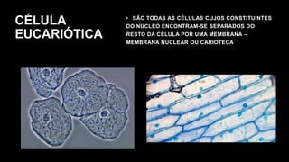 CÉLULA
EUCARIÓTICA
• SÃO TODAS AS CÉLULAS CUJOS CONSTITUINTES
DO NÚCLEO ENCONTRAM-SE SEPARADOS DO
RESTO DA CÉLULA POR UMA MEMBRANA –
MEMBRANA NUCLEAR OU CARIOTECA
 