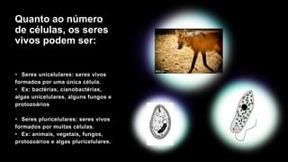 Quanto ao número
de células, os seres
vivos podem ser:
• Seres unicelulares: seres vivos
formados por uma única célula.
• Ex: bactérias, cianobactérias,
algas unicelulares, alguns fungos e
protozoários
• Seres pluricelulares: seres vivos
formados por muitas células.
• Ex: animais, vegetais, fungos,
protozoários e algas pluricelulares.
 