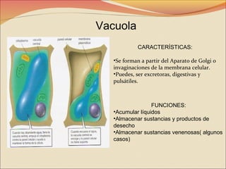 Vacuola
CARACTERÍSTICAS:
•Se forman a partir del Aparato de Golgi o
invaginaciones de la membrana celular.
•Puedes, ser excretoras, digestivas y
pulsátiles.

FUNCIONES:
•Acumular líquidos
•Almacenar sustancias y productos de
desecho
•Almacenar sustancias venenosas( algunos
casos)

 