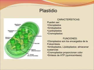 Plastidio
CARACTERÍSTICAS:
Pueden ser:
•Cloroplastos
•Amiloplastos
•Lipidoplastos
•Cromoplastos
FUNCIONES:
•Cloroplastos son los encargados de la
Fotosíntesis.
•Amiloplastos, Lípidoplastos: almacenar
sustancias
•Cromoplastos proporcionan color
•Síntesis de ATP (quimiosíntesis)

 