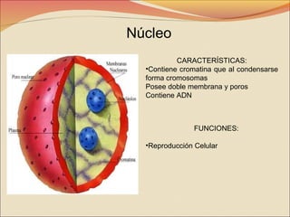 Núcleo
CARACTERÍSTICAS:
•Contiene cromatina que al condensarse
forma cromosomas
Posee doble membrana y poros
Contiene ADN

FUNCIONES:
•Reproducción Celular

 